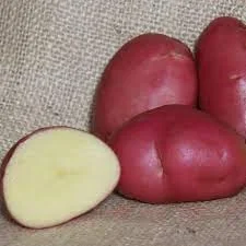 Desiree potato